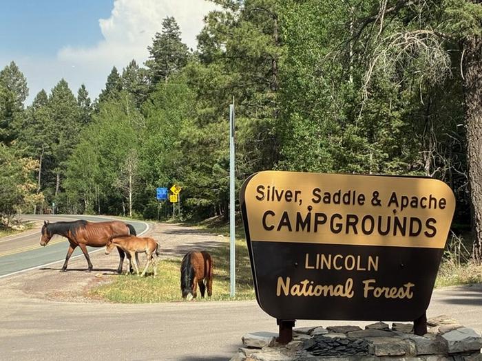 Saddle (NM) photo 2