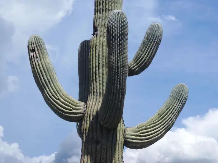 Saguaro National Park Wilderness Permits photo 3