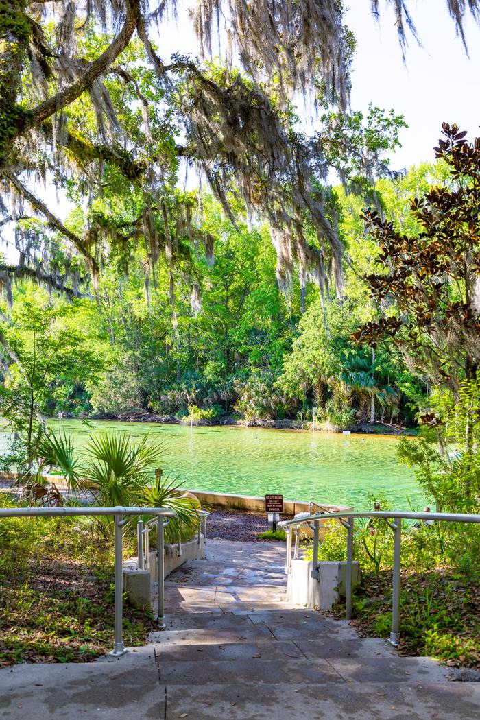 SALT SPRINGS RECREATION AREA photo 4