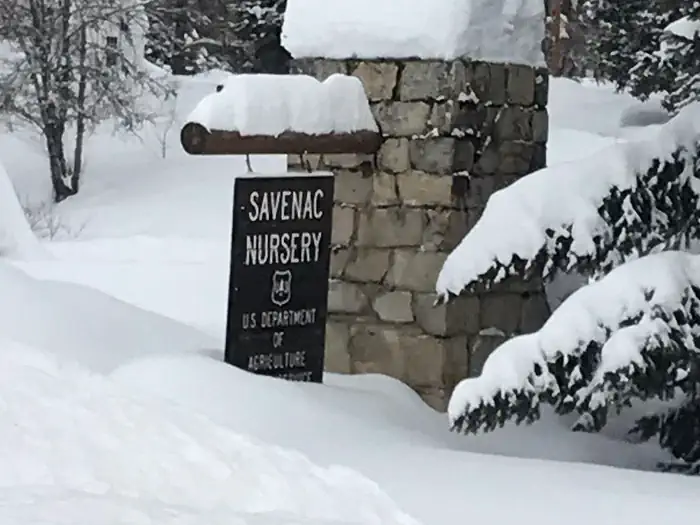 Savenac East Cottage (MT) photo 4