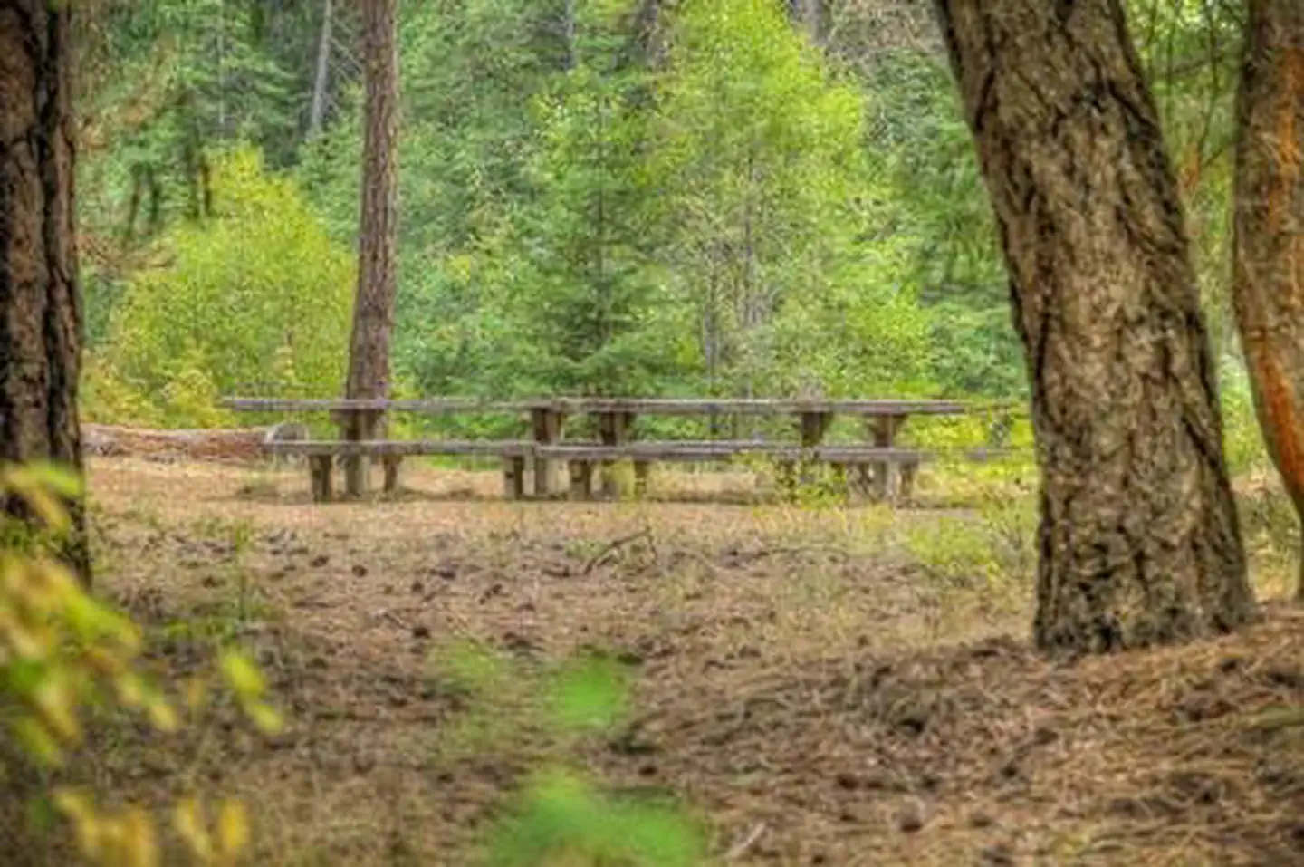 SAWMILL FLAT CAMPGROUND photo 3