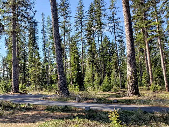 Seeley Lake Lolo Campground (MT) photo 3
