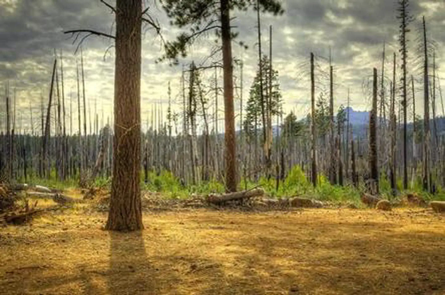 SHEEP SPRINGS HORSE CAMP photo 5