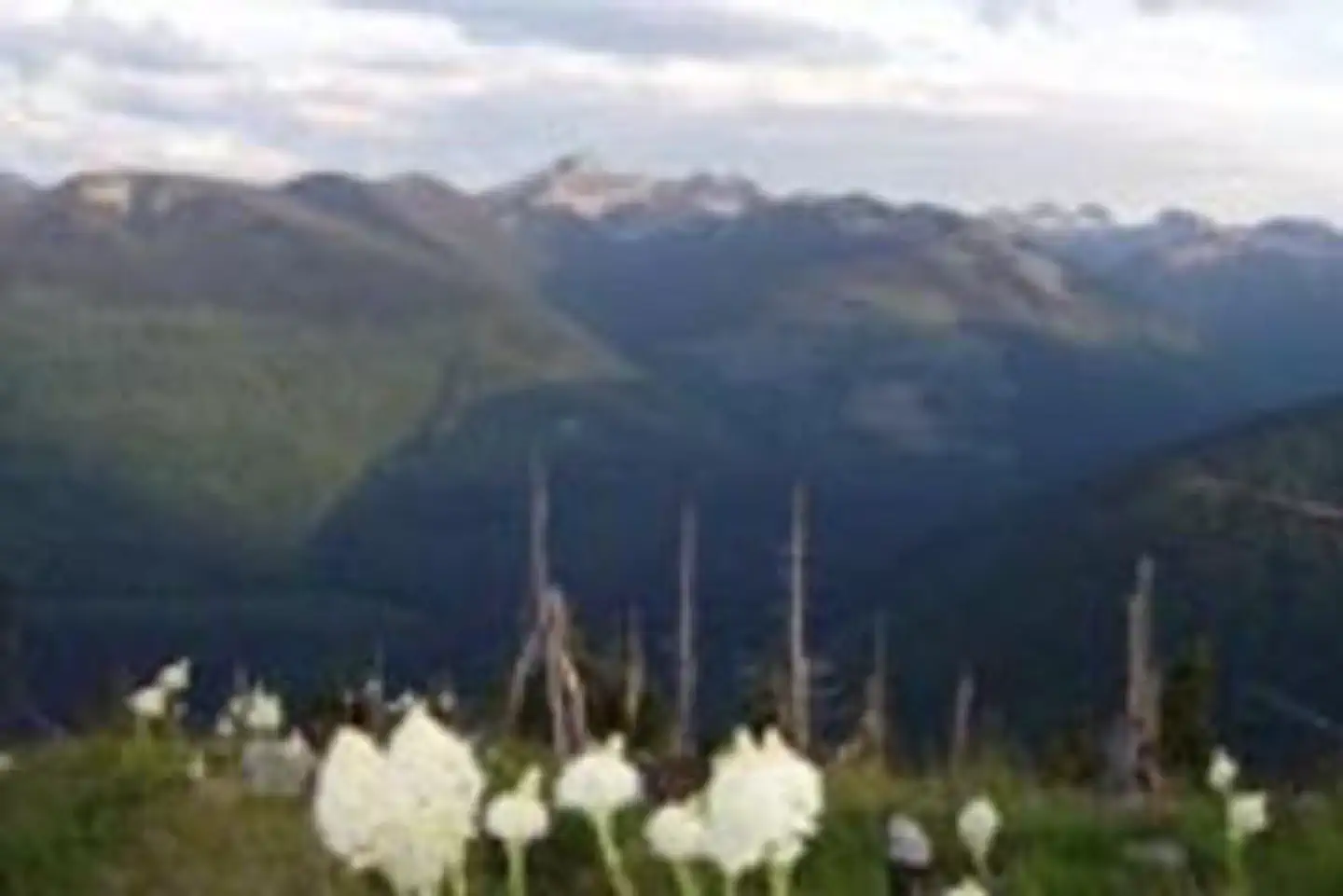 SHORTY PEAK LOOKOUT photo 2