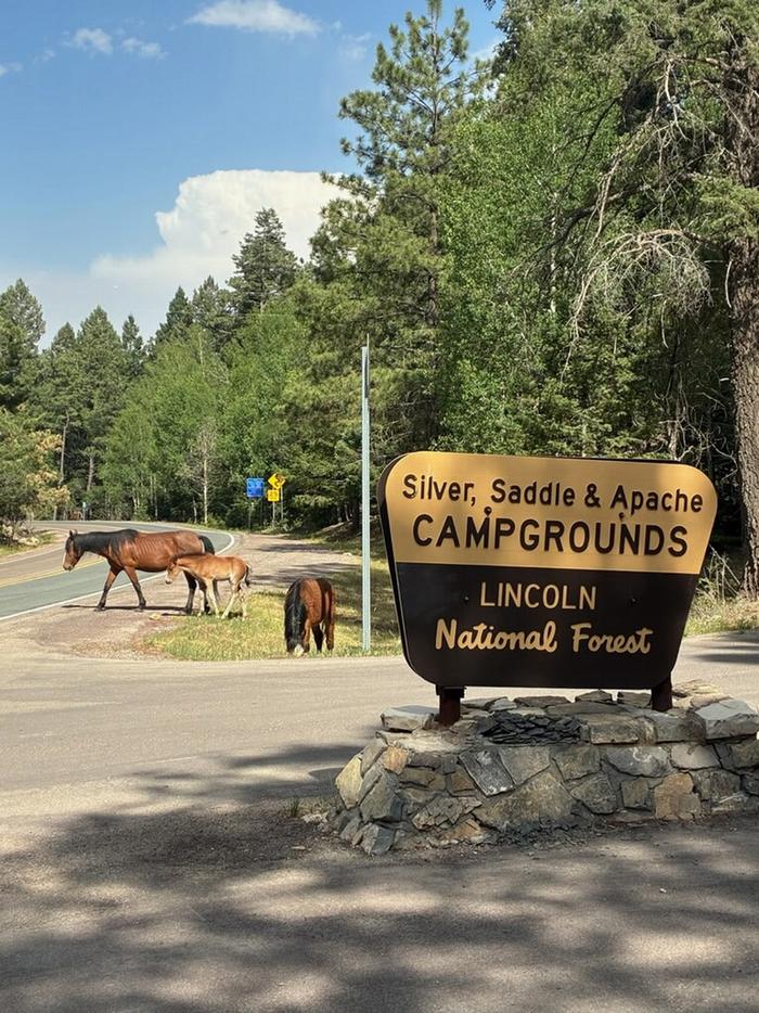 Silver (NM) photo 2