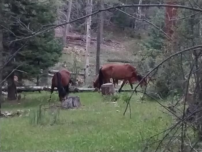Silver (NM) photo 3