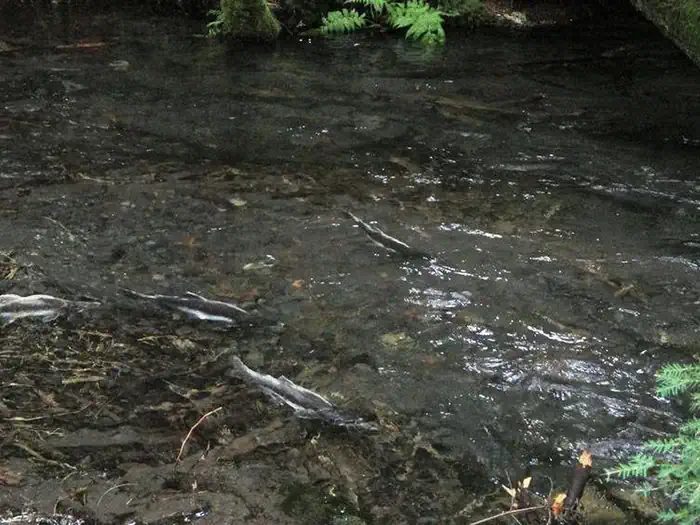 Silver Springs Campground photo 2