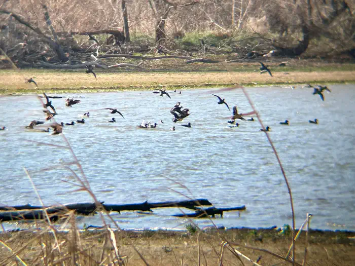 Somerville Lake Waterfowl Blind Permits photo 2