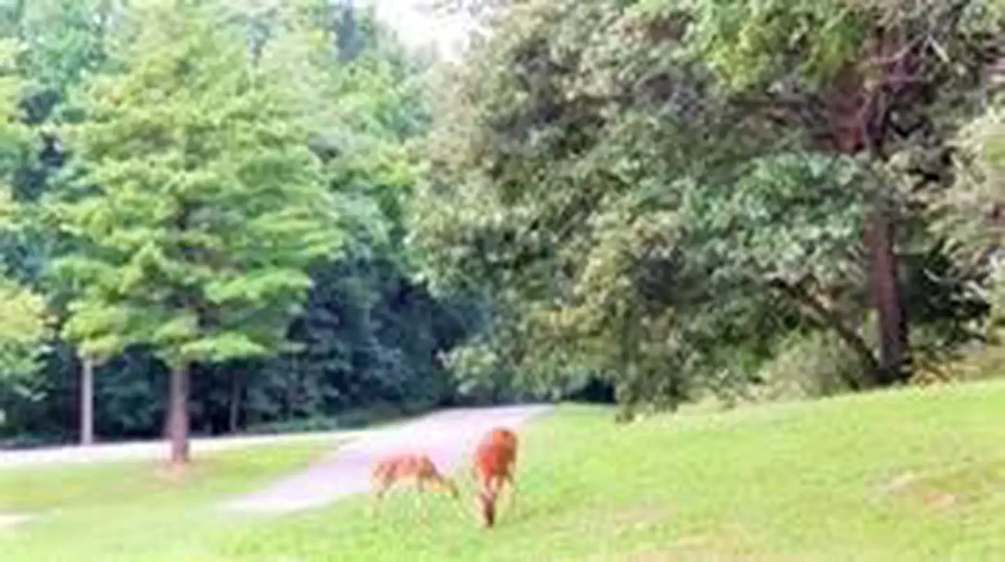 SOUTH SANDUSKY CAMPGROUND photo
