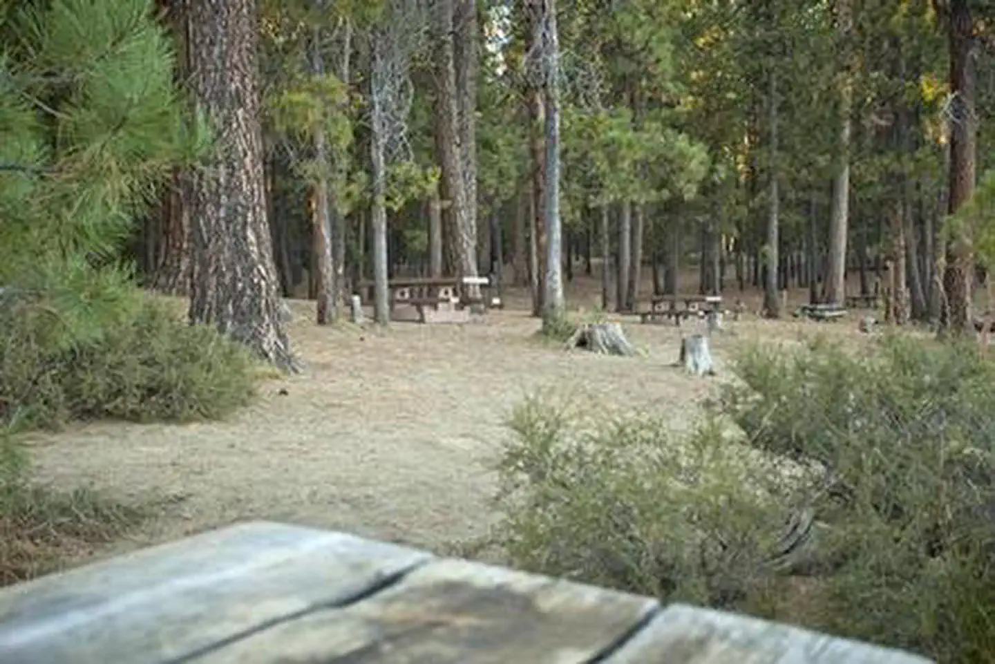 SOUTH TWIN LAKE CAMPGROUND photo 4