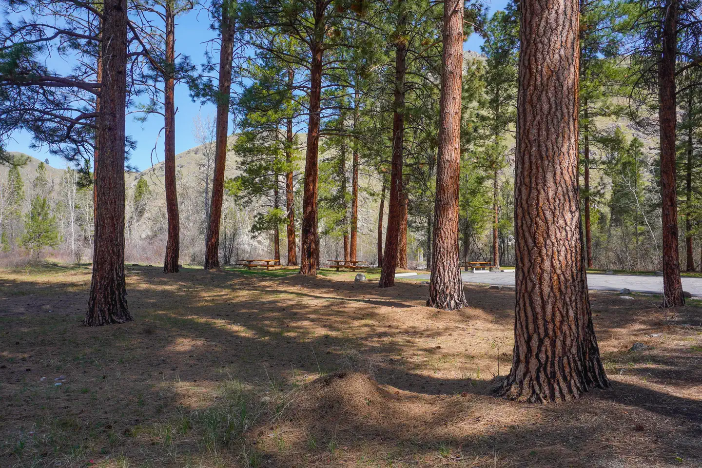 SPRING GULCH photo 4