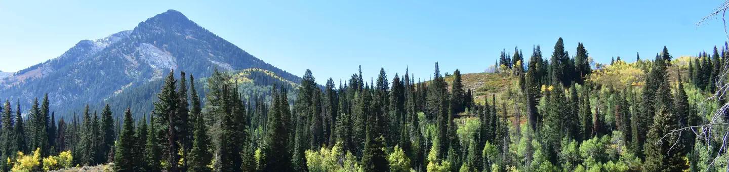 Spruces - Big Cottonwood photo