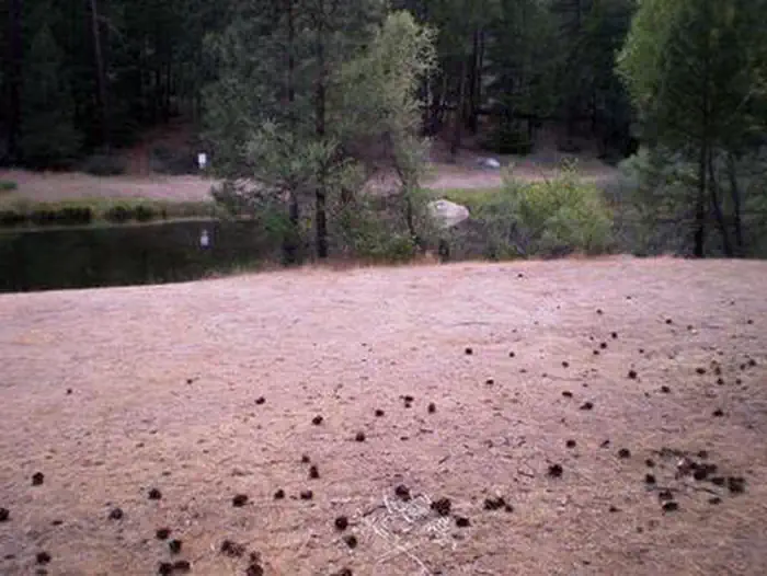 STONEY GROUP SHASTA-TRINITY photo 2