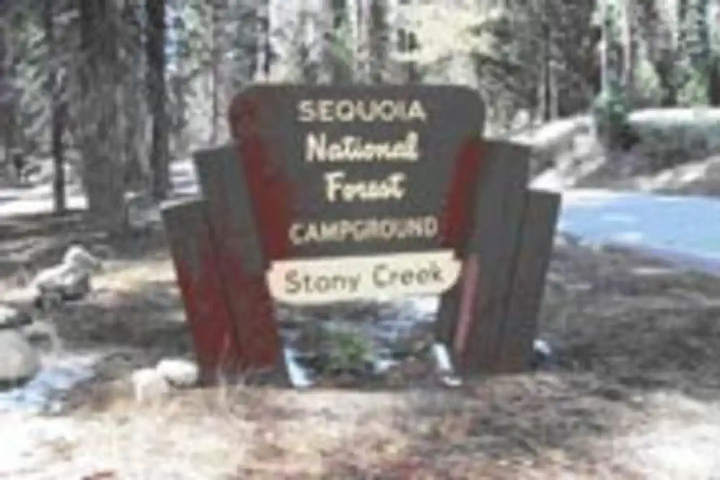 STONY CREEK SEQUOIA photo
