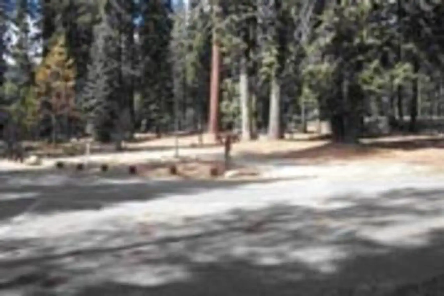 STONY CREEK SEQUOIA photo 2