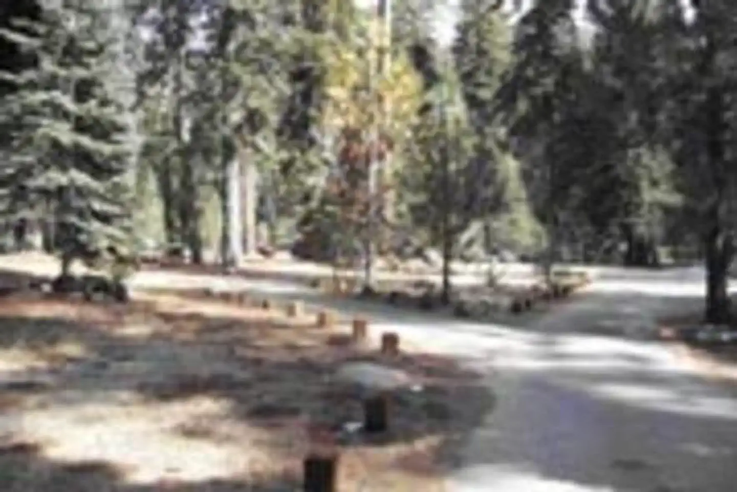 STONY CREEK SEQUOIA photo 5