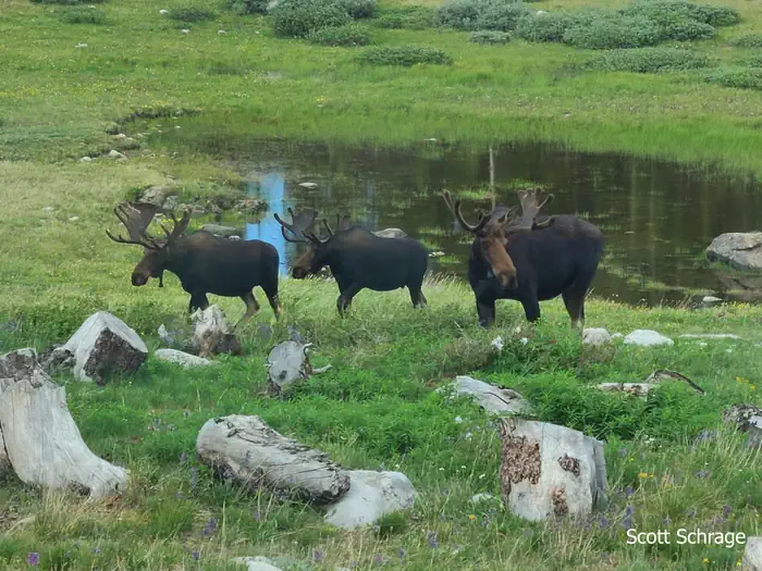 Sugarloaf Campground (WY) photo 2