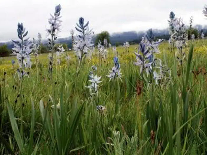Sweet Home Nature and Heritage Tours photo 2