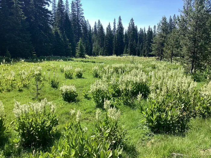 Target Meadows Campground photo 5