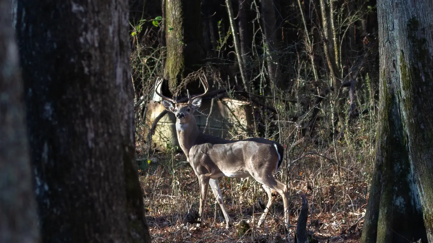 Tennessee Tombigbee Waterway Hunting Permit photo