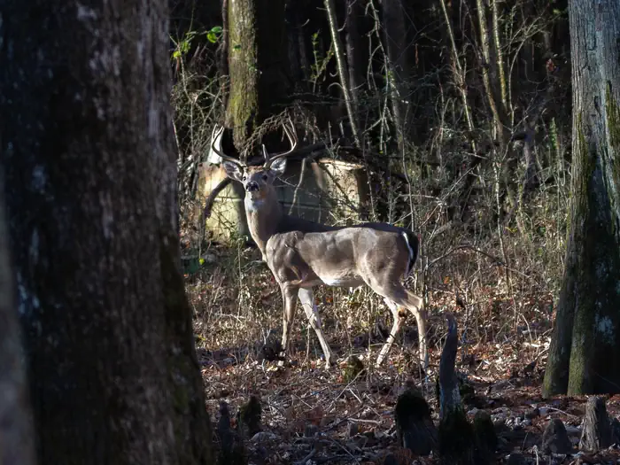 Tennessee Tombigbee Waterway Hunting Permit photo 2
