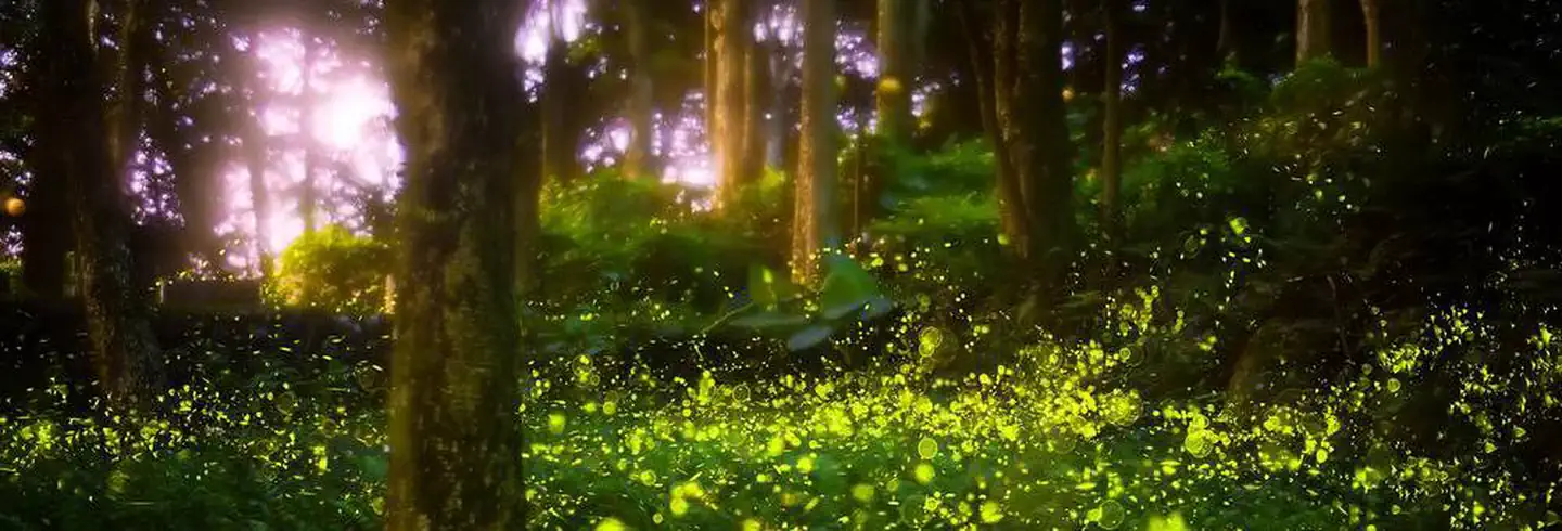 The Great Smoky Mountains Firefly Viewing Lottery photo