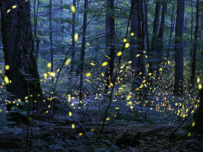 The Great Smoky Mountains Firefly Viewing Lottery photo 2