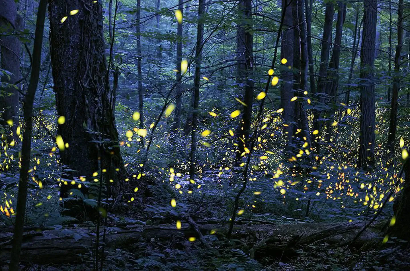 The Great Smoky Mountains Firefly Viewing Lottery photo 3