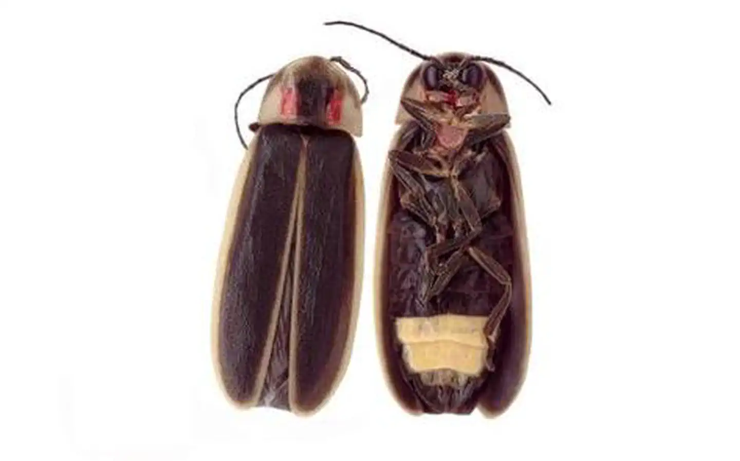 The Great Smoky Mountains Firefly Viewing Lottery photo 5