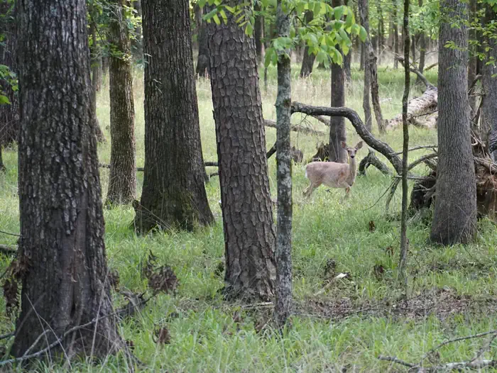 TOMPKINS BEND photo 2