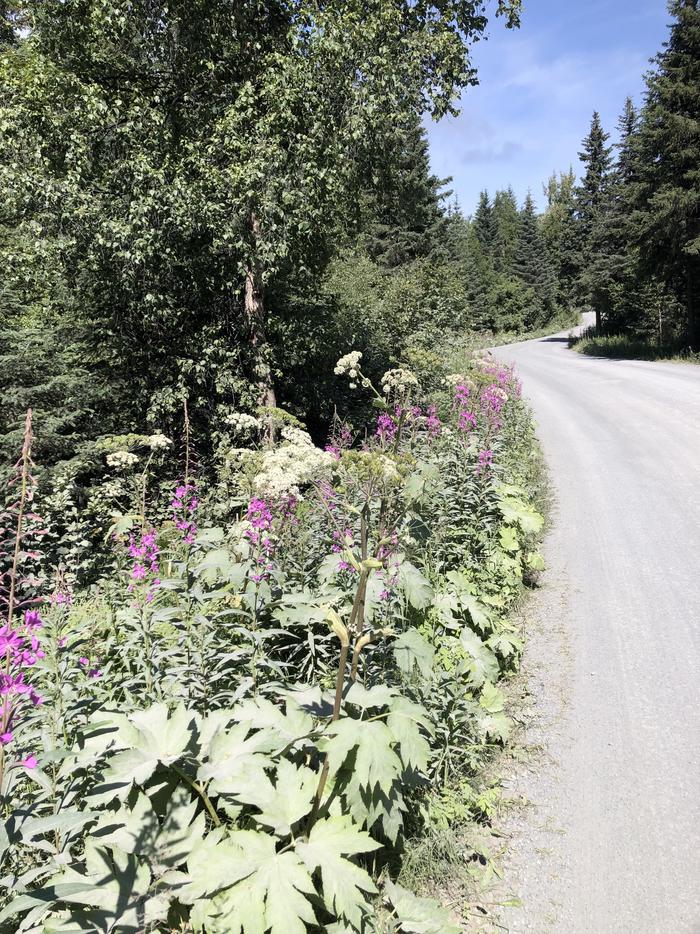 TRAIL RIVER photo 5