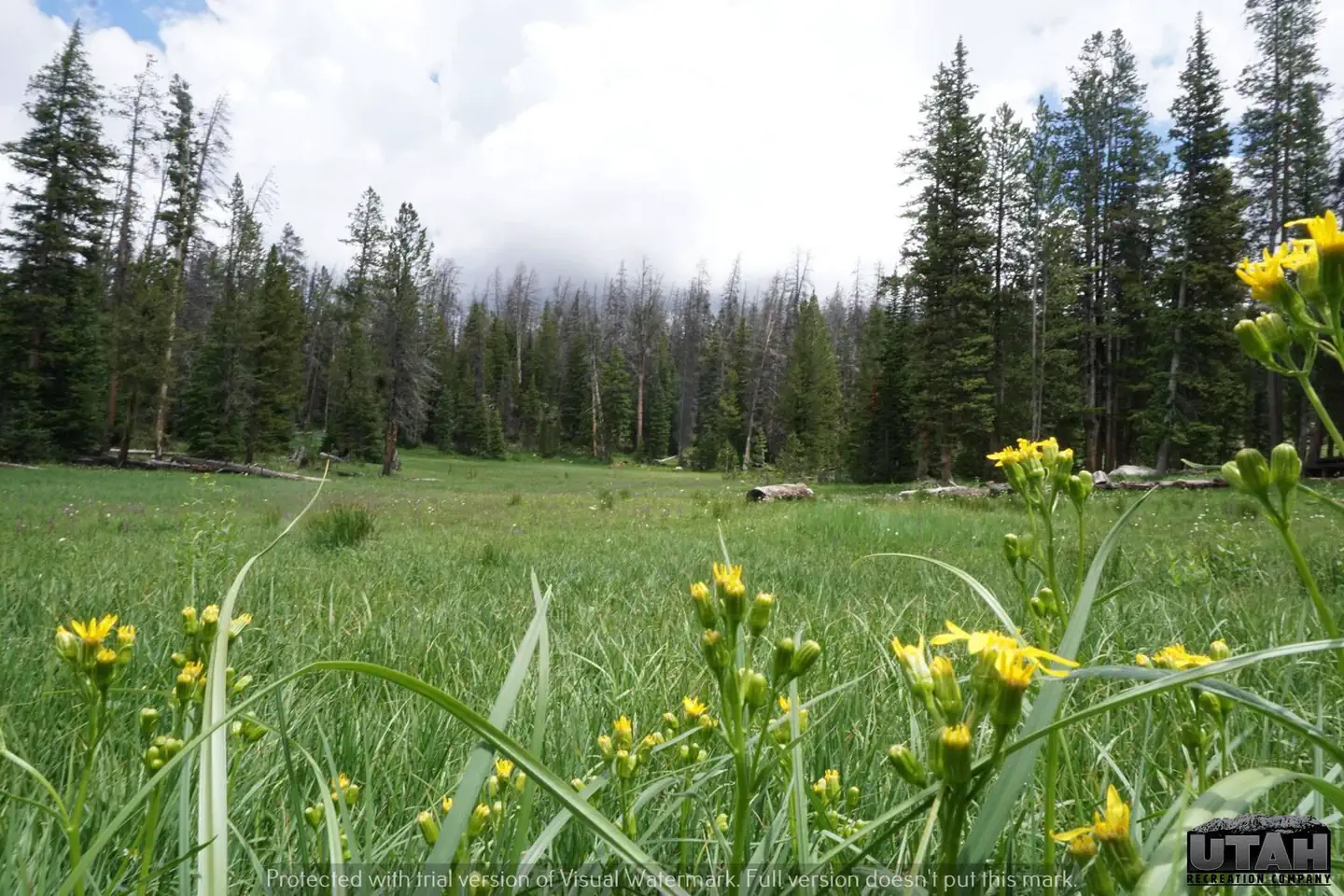 TRIAL LAKE CAMPGROUND photo 5