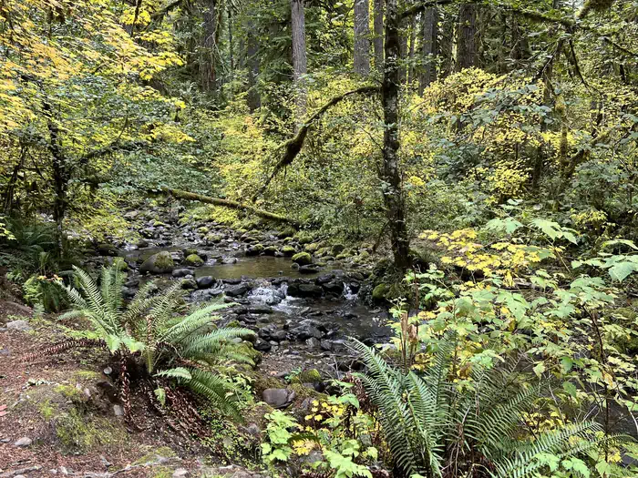Trout Creek Campground - Willamette (OR) photo 4