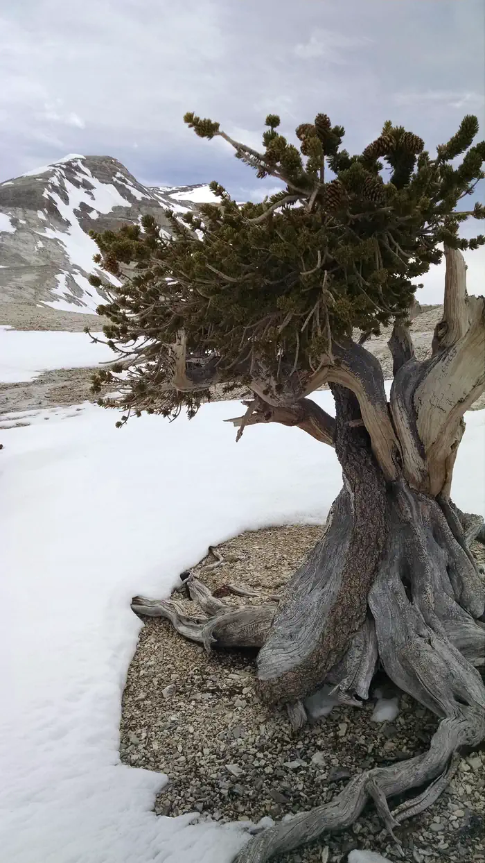 Upper Lehman Creek Campground photo 3