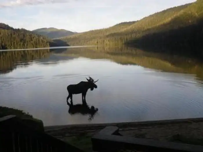 VIRGINIA LAKE CABIN photo 4