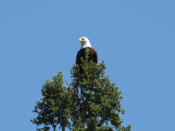 VOYAGEURS NATIONAL PARK TOURS photo 5