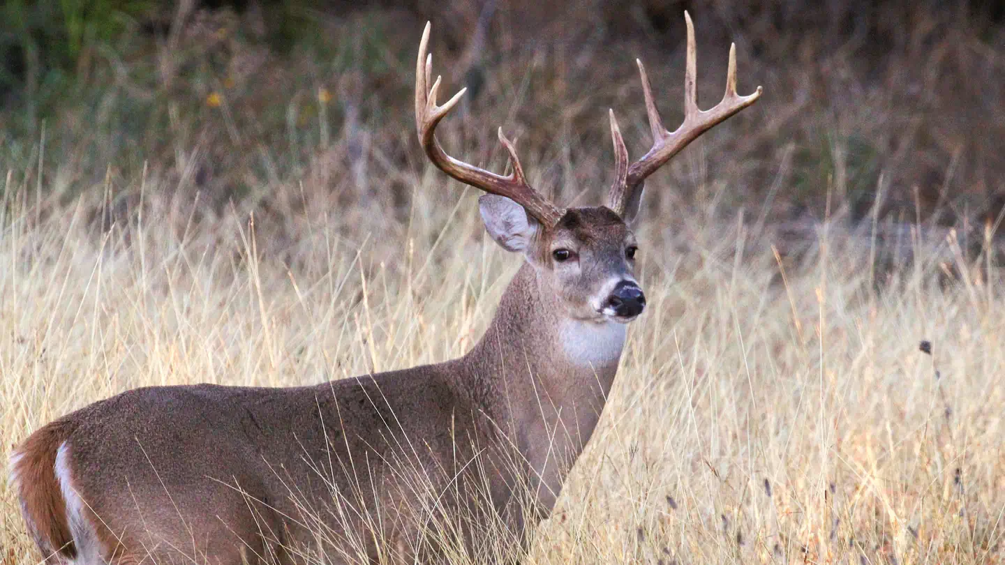 Waco Lake Public Hunting Permit photo