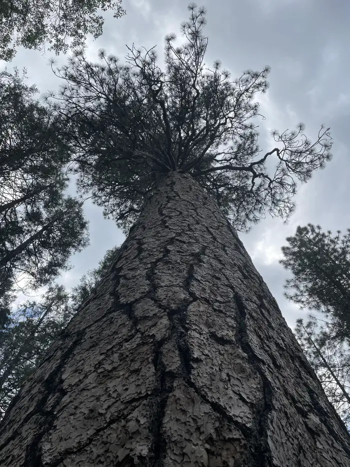 Wawona Campground photo 3
