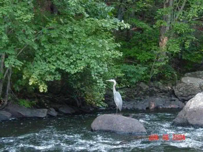 WESTVILLE RECREATION AREA photo 3