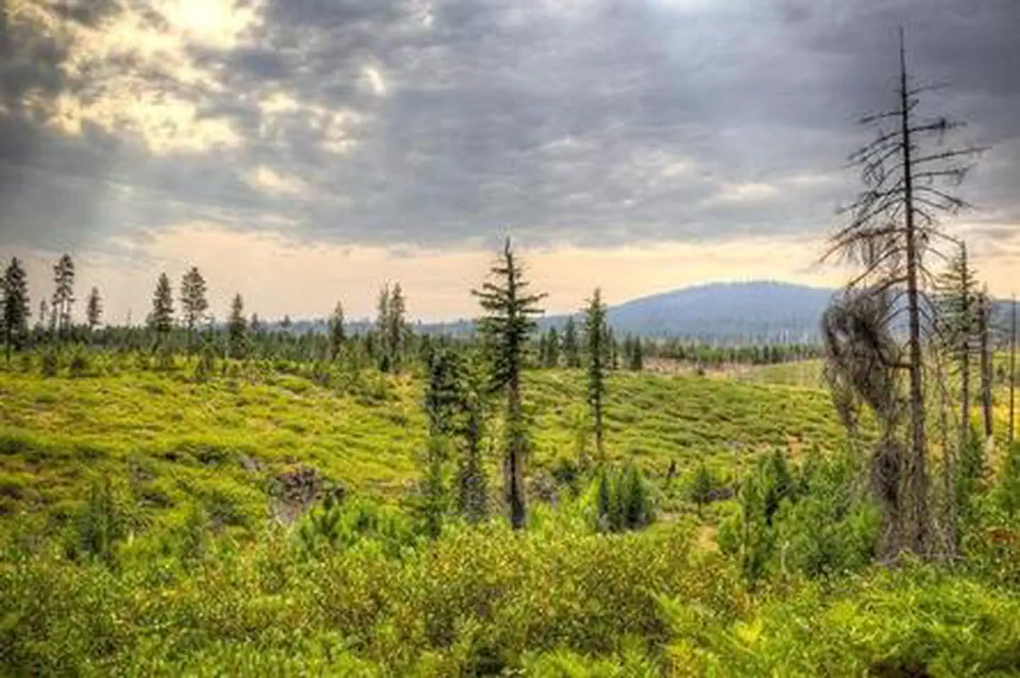 Whispering Pines Horse Camp photo 4