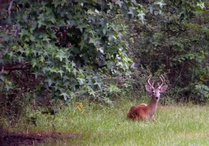 WHITETAIL RIDGE photo 3