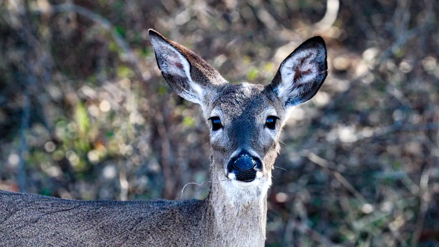 Whitney and Aquilla Lakes Public Hunting Permit photo