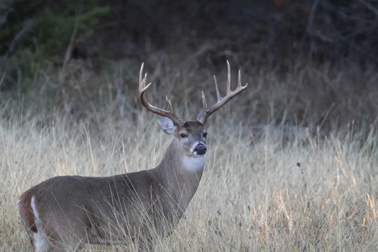 Whitney and Aquilla Lakes Public Hunting Permit photo 2