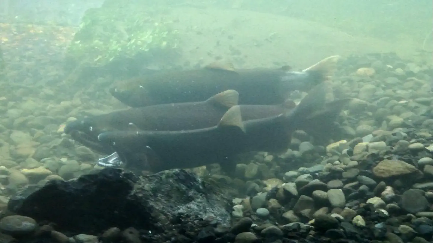 WILDWOOD RECREATION SITE photo