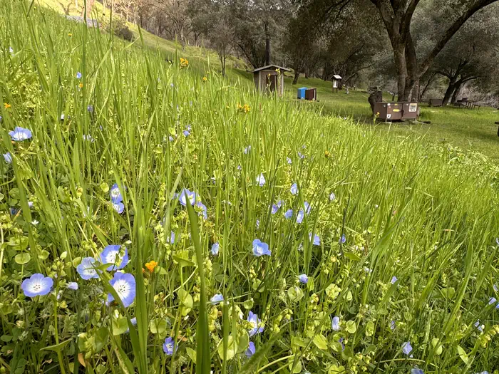 Willow Placer Campground photo 4