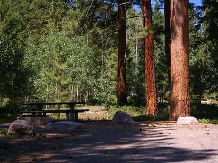 YELLOWPINE photo 3