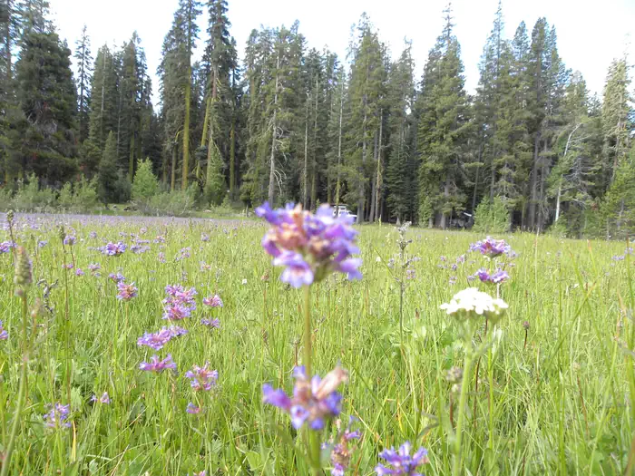 YUBA PASS CAMPGROUND photo 2