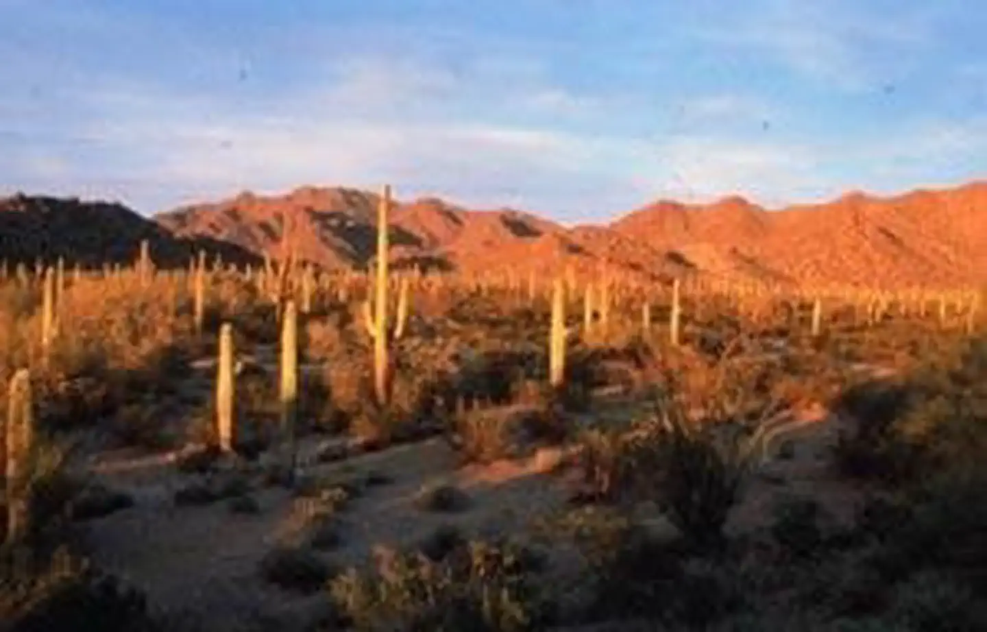 South Maricopa Mountains Wilderness Area photo