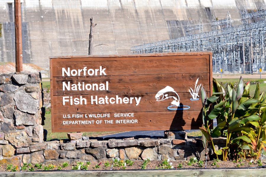 Norfork National Fish Hatchery photo