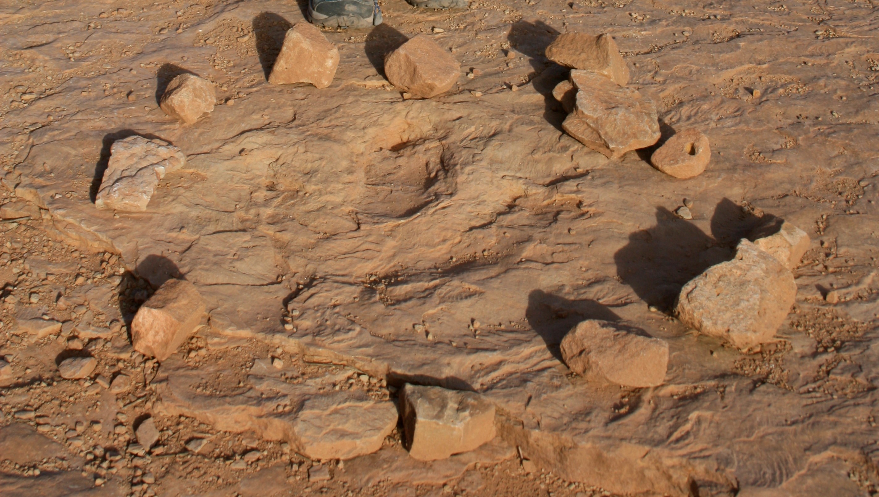 Copper Ridge Dinosaur Tracks Interpretive Site photo